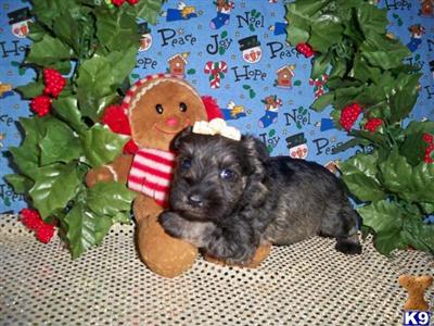Miniature Schnauzer Puppies for Sale